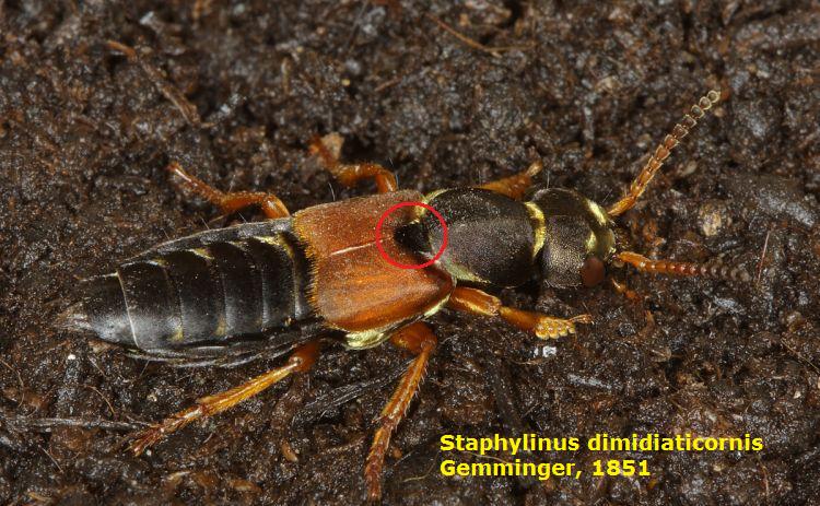 Staphylinidae da id. - Staphylinus erythropterus